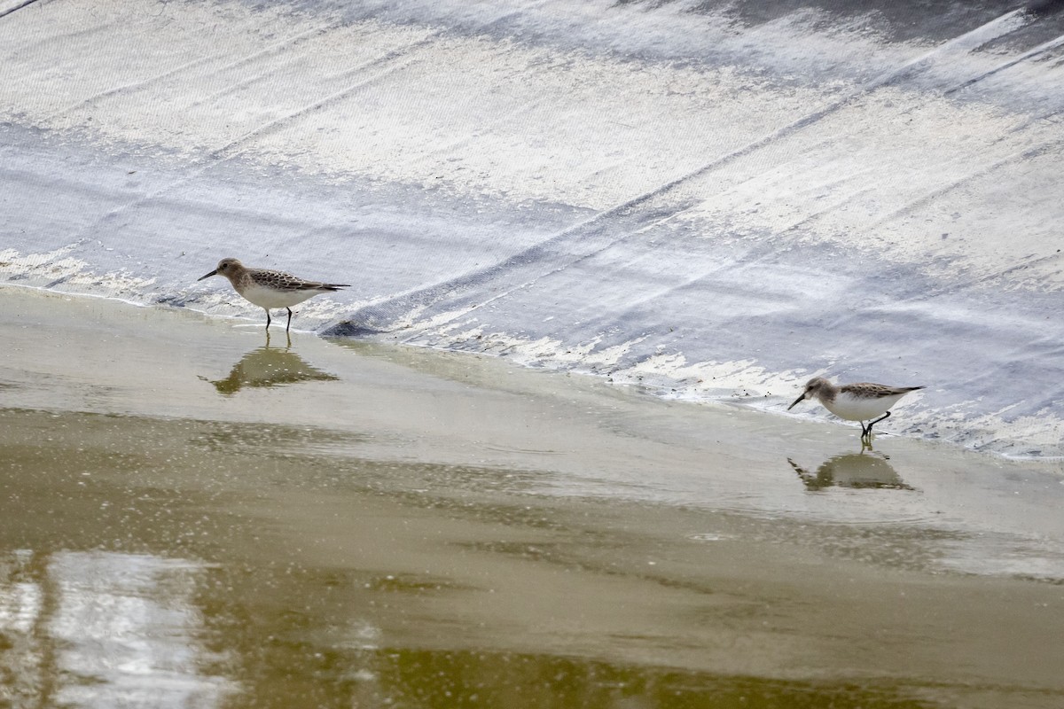 Baird's Sandpiper - ML624065468