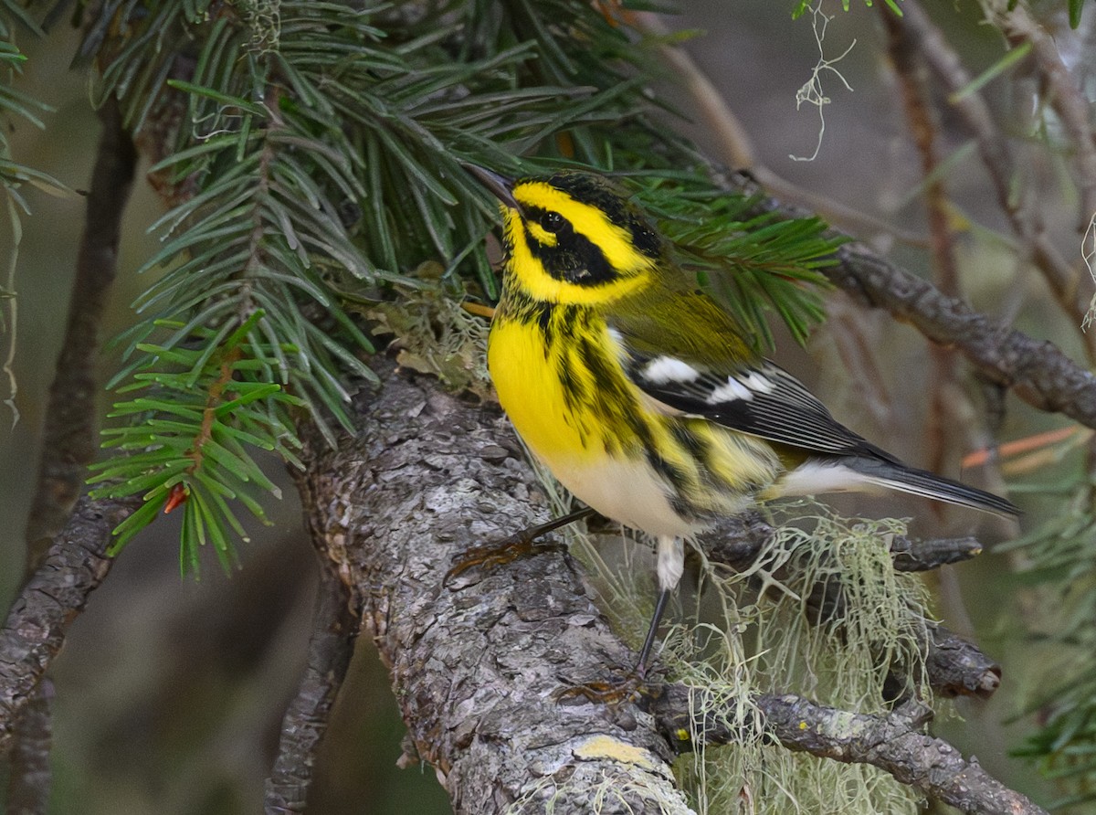 Townsend's Warbler - ML624065472