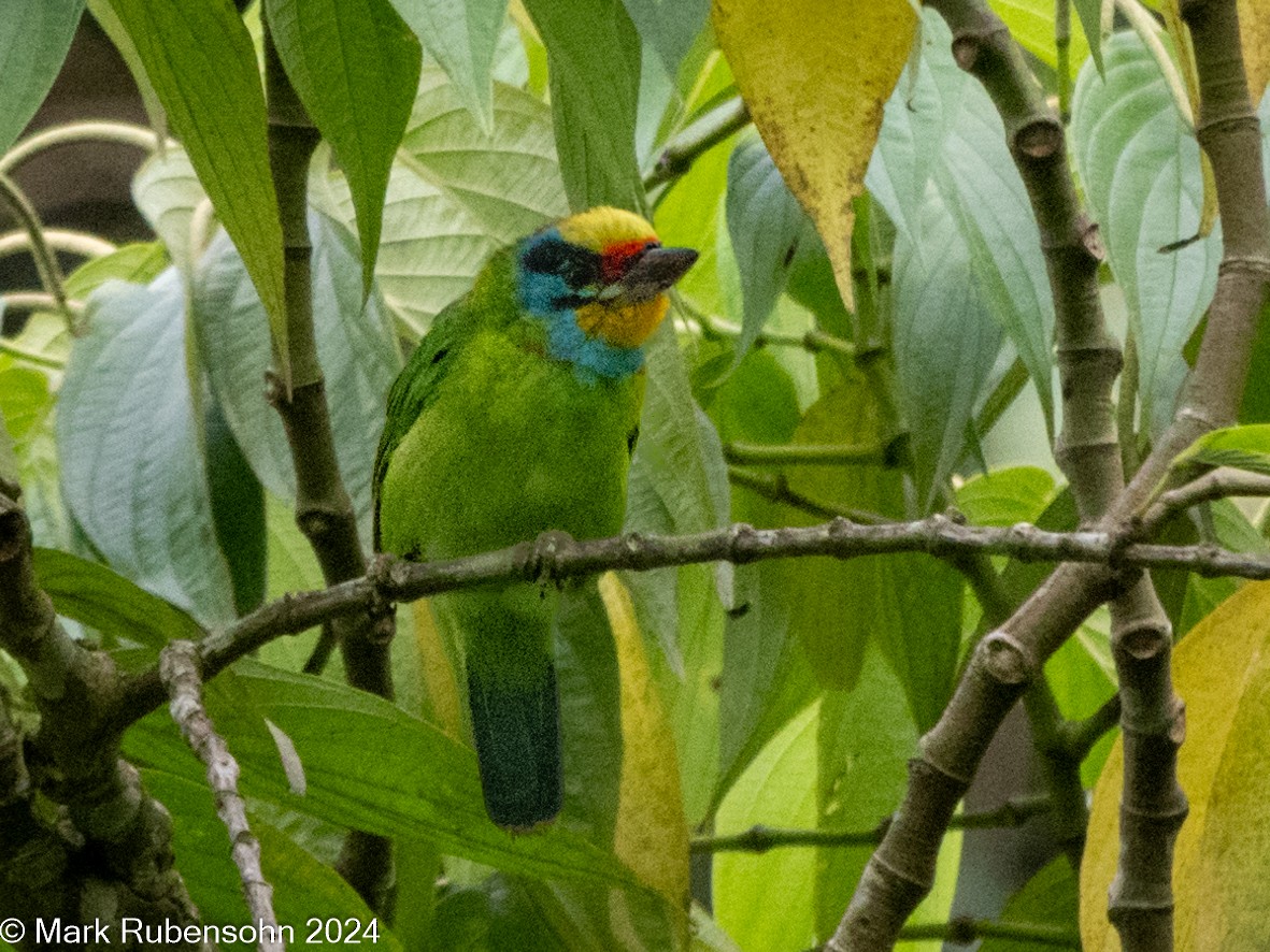 Black-browed Barbet - ML624065497