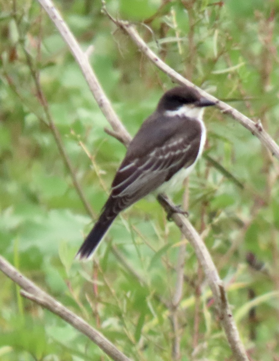 Eastern Kingbird - ML624065513