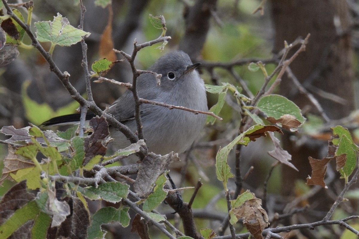 Blue-gray Gnatcatcher - ML624065515