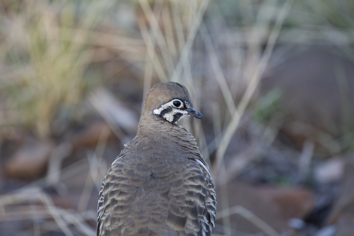 Squatter Pigeon - ML624065516