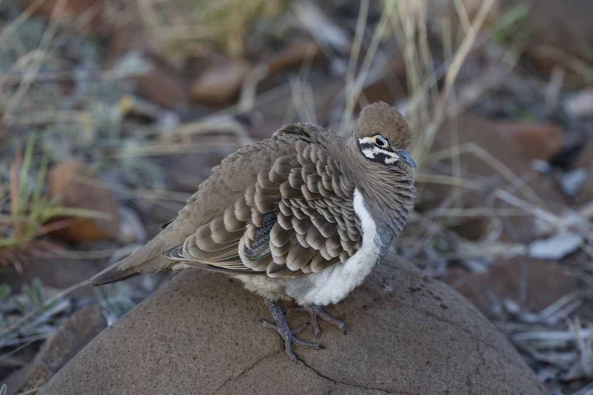 Squatter Pigeon - ML624065517