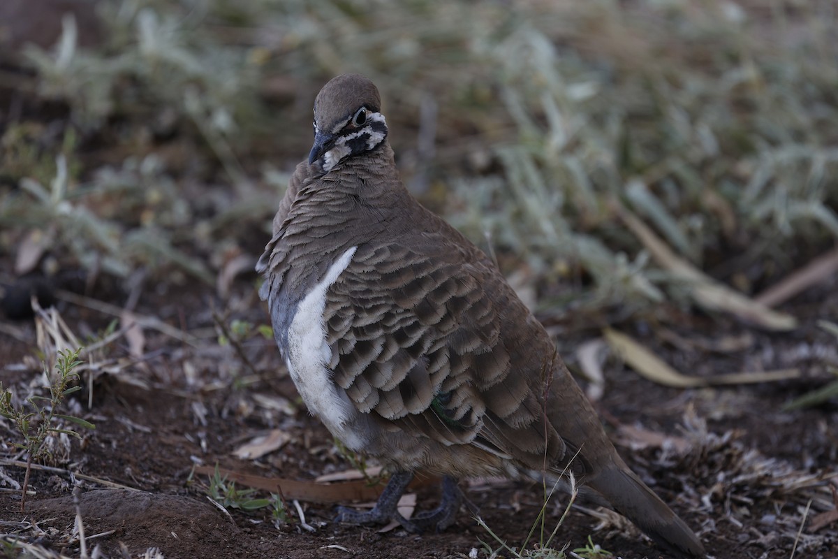 Squatter Pigeon - Cathy Pert