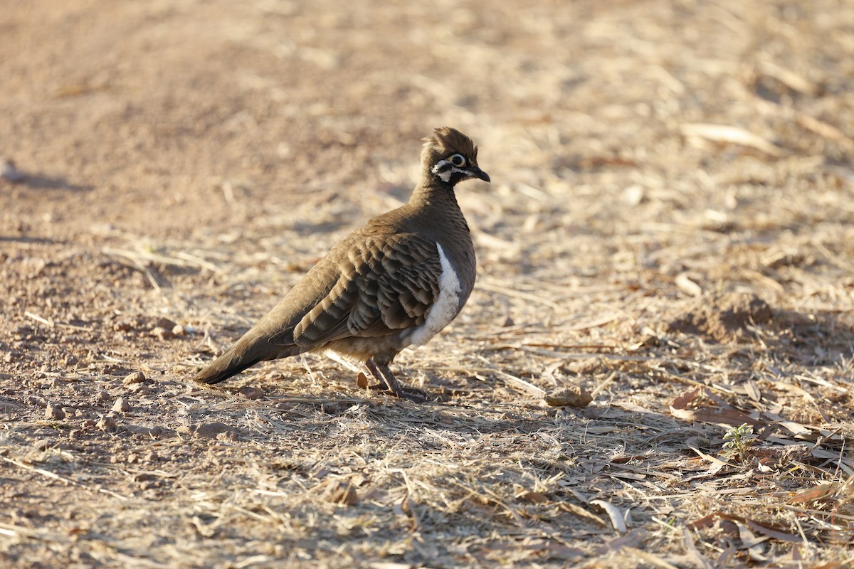 Squatter Pigeon - ML624065519