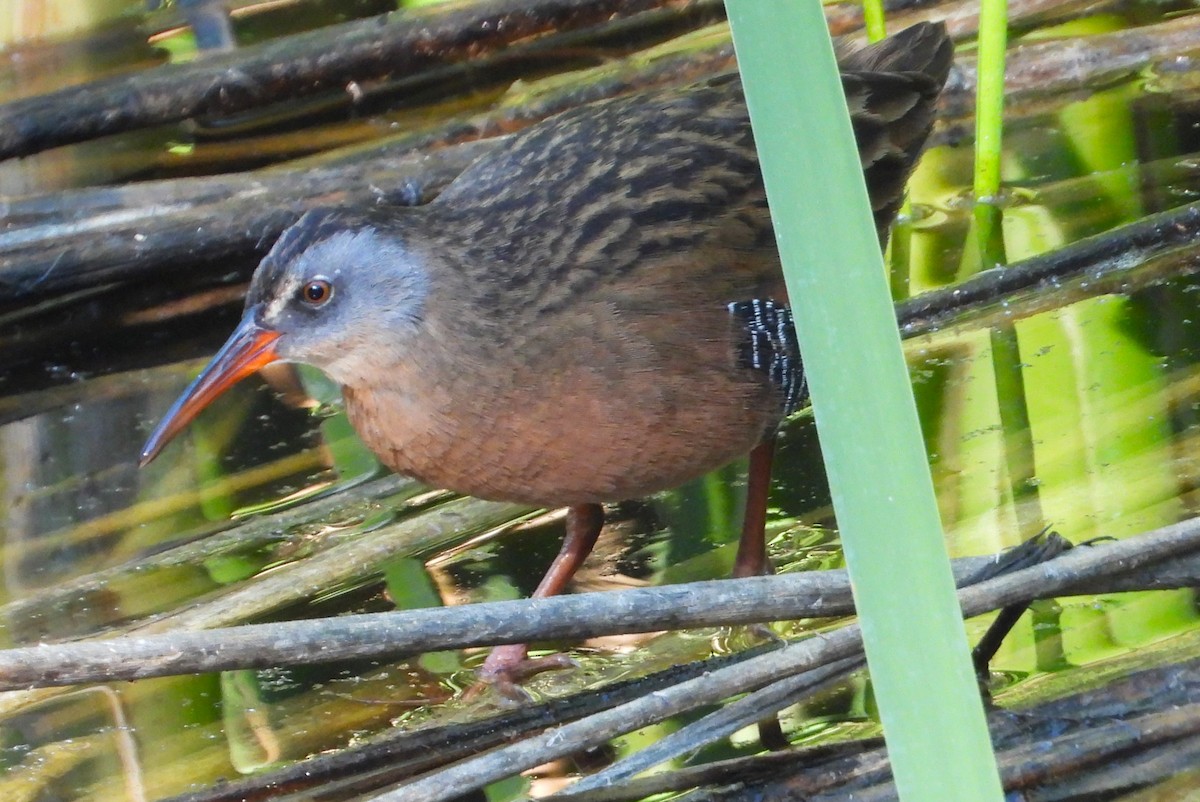 Virginia Rail - ML624065531