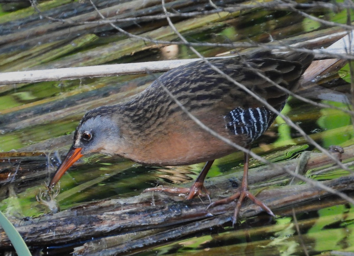 Virginia Rail - ML624065532