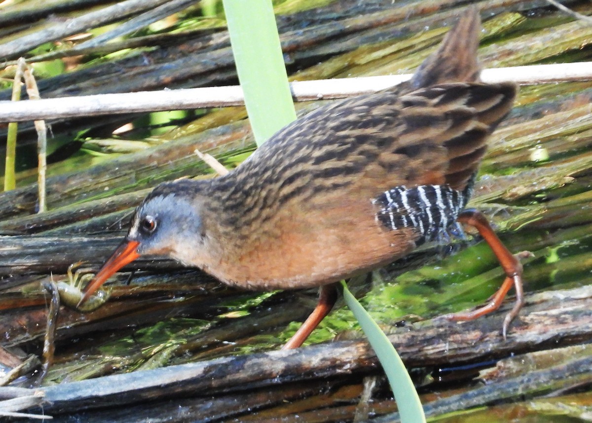 Virginia Rail - ML624065533