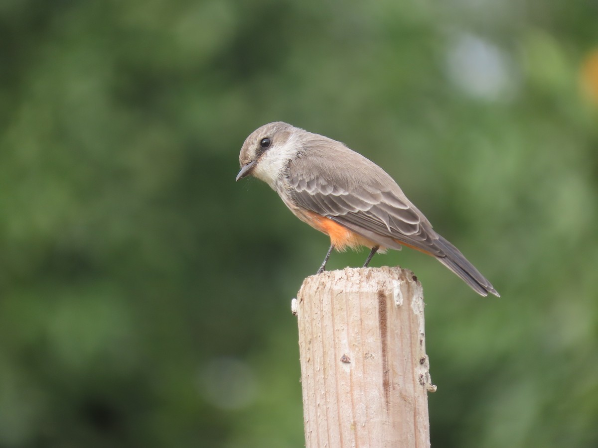 Vermilion Flycatcher - ML624065536