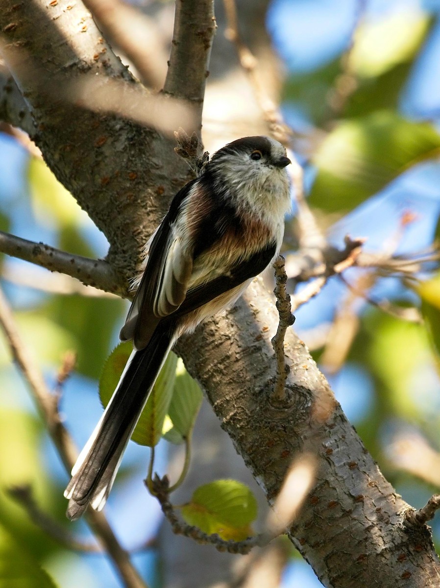 Long-tailed Tit - ML624065537