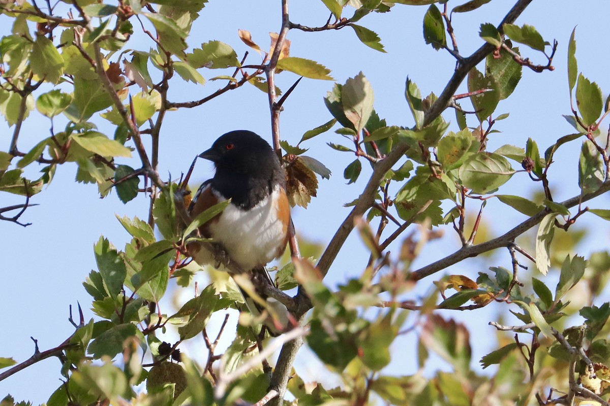 Spotted Towhee - ML624065541