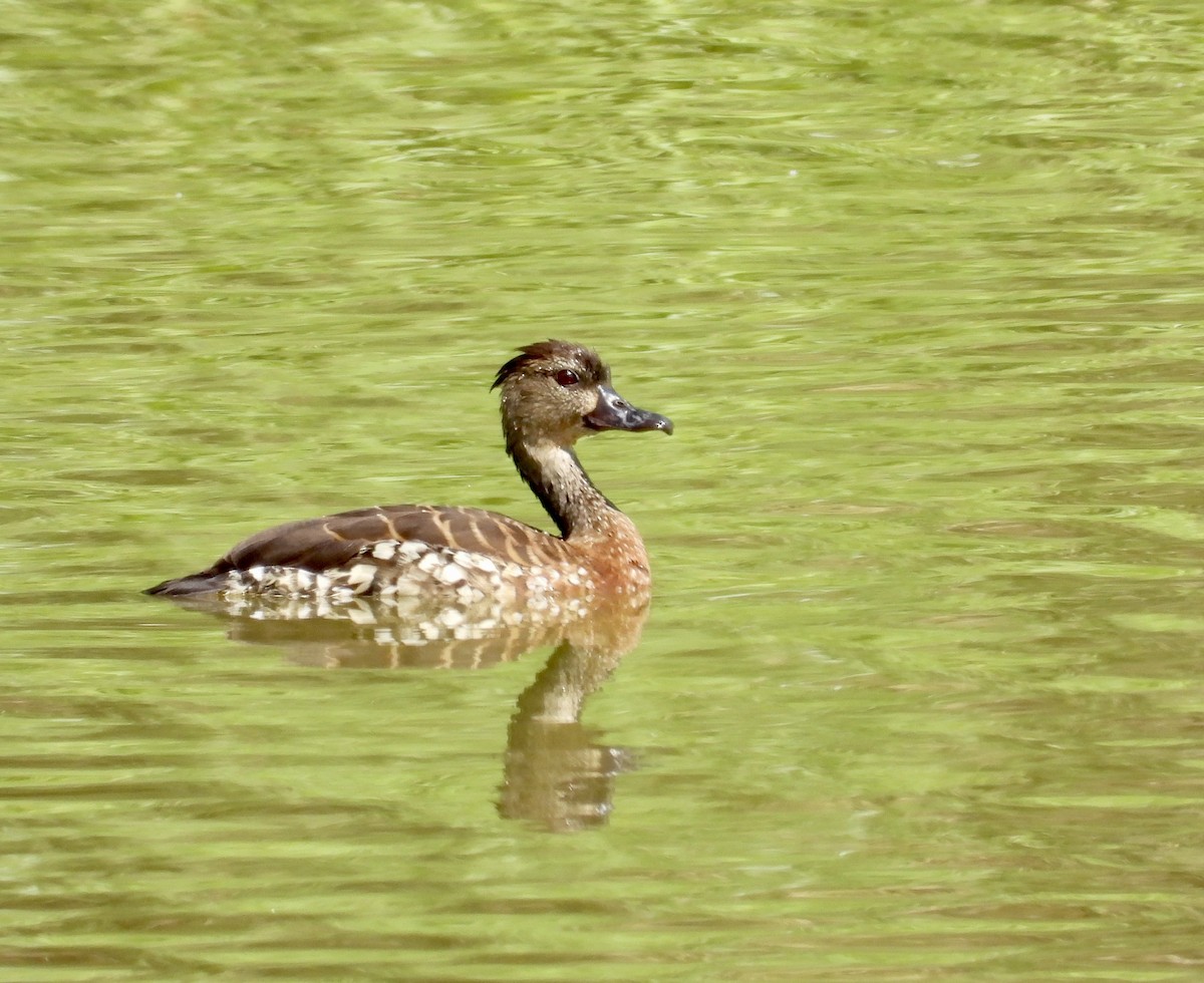 Spotted Whistling-Duck - ML624065543