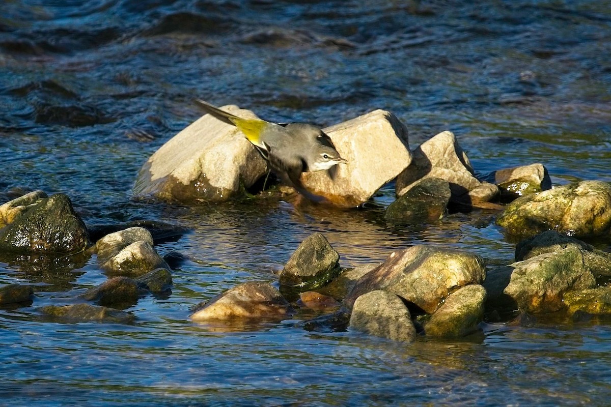 Gray Wagtail - ML624065546