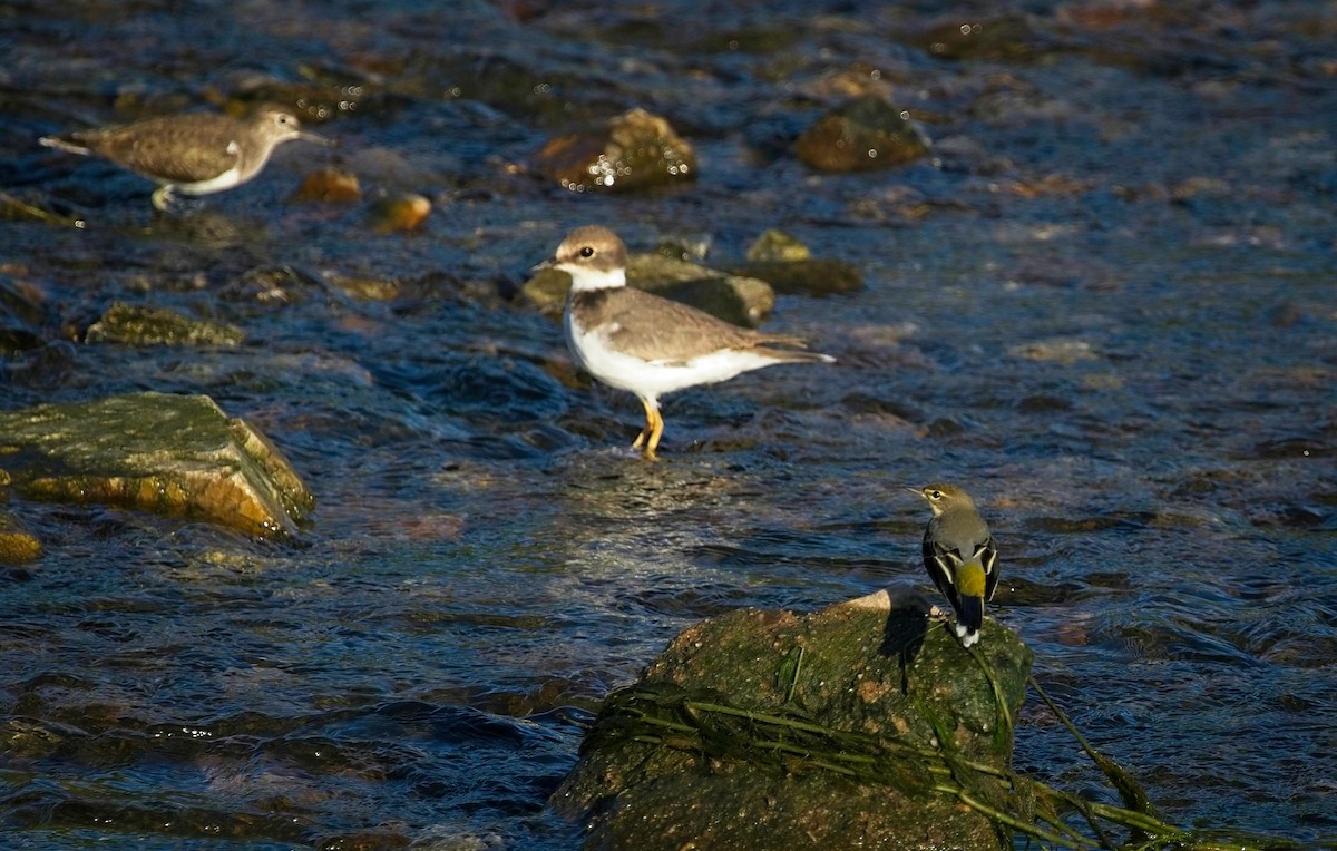 Gray Wagtail - Christopher Adler