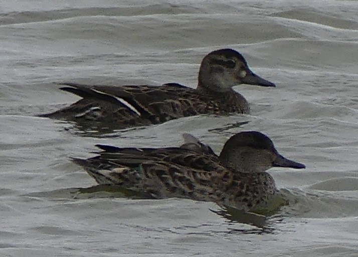 Baikal Teal - ML624065550