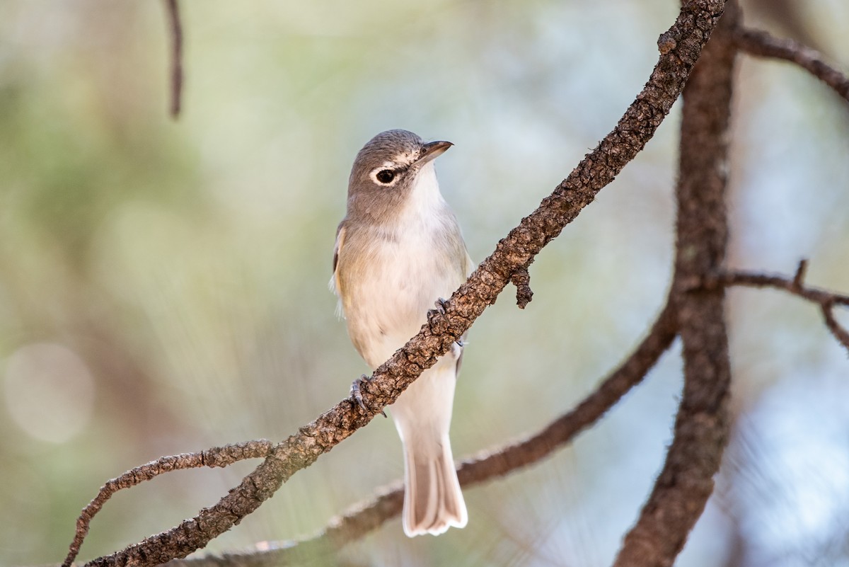 Plumbeous Vireo - ML624065556