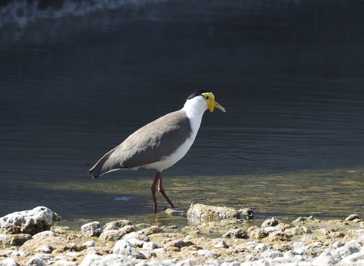 Masked Lapwing - ML624065561