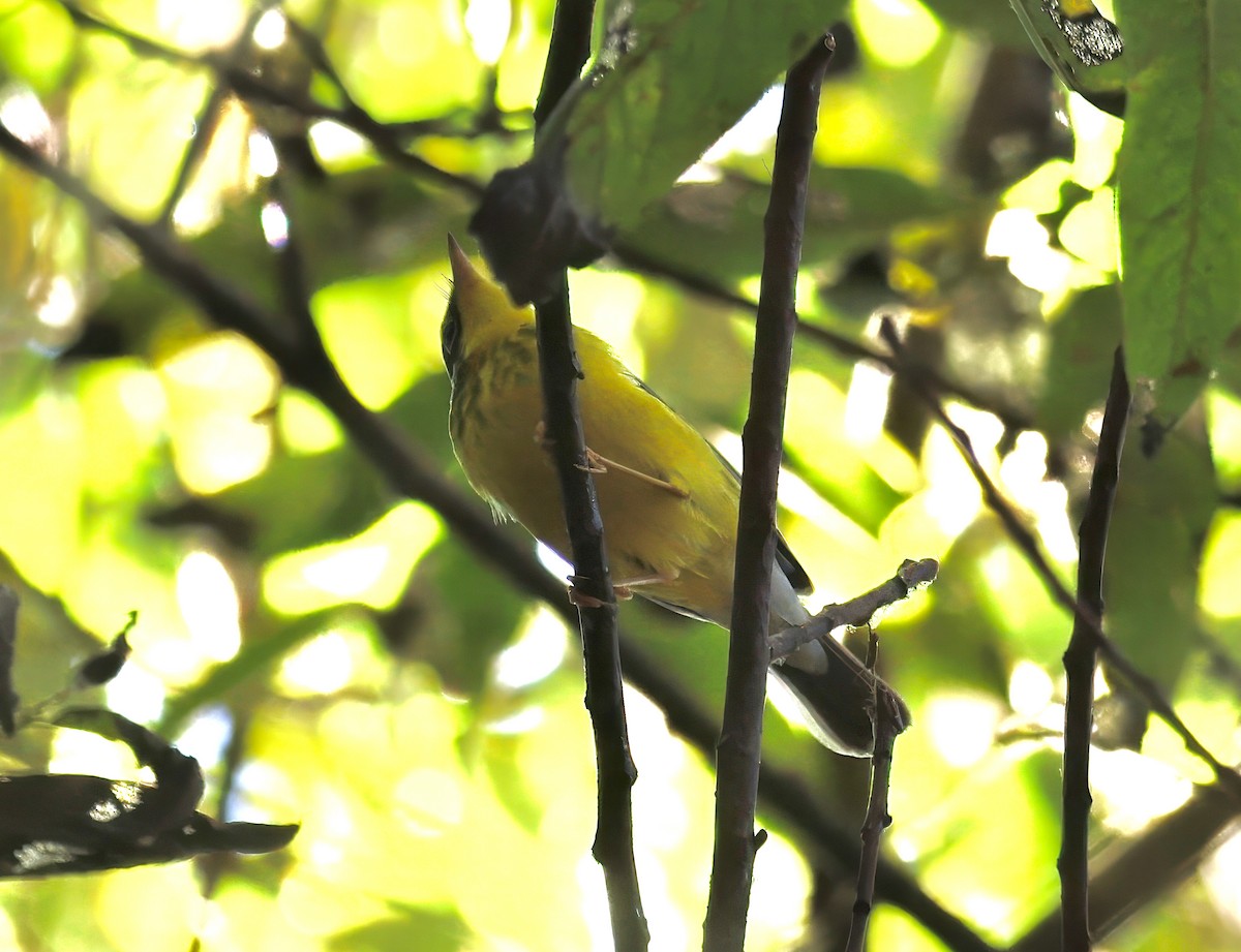 Canada Warbler - ML624065562