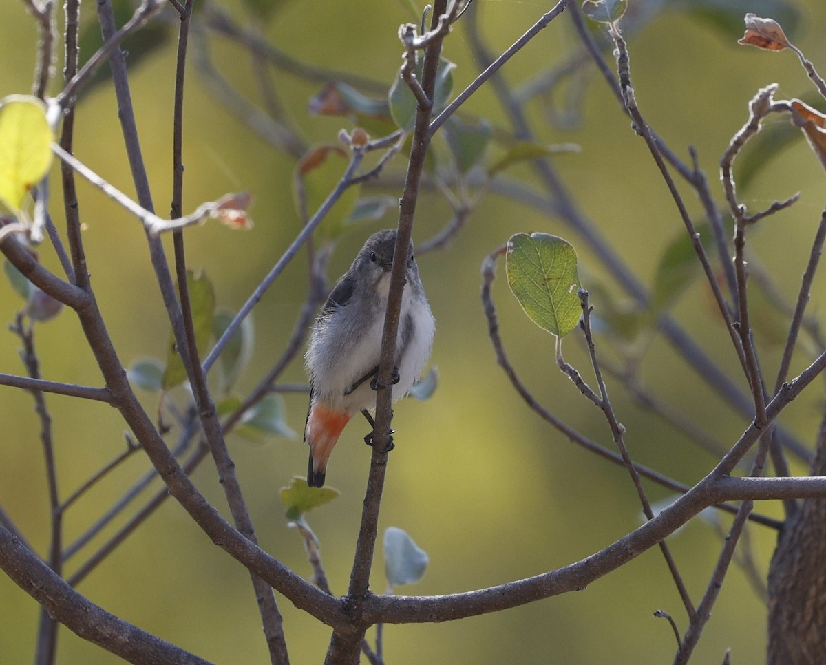 Mistletoebird - ML624065570