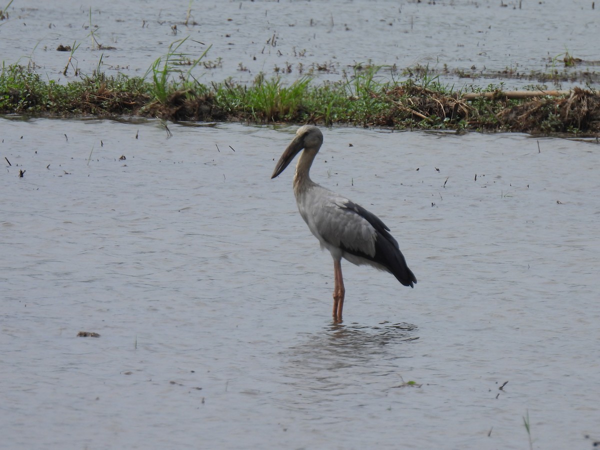 Asian Openbill - ML624065574