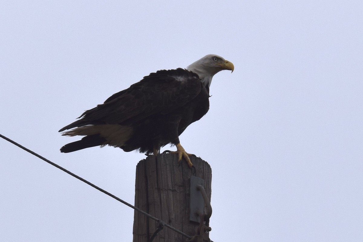 Bald Eagle - ML624065587