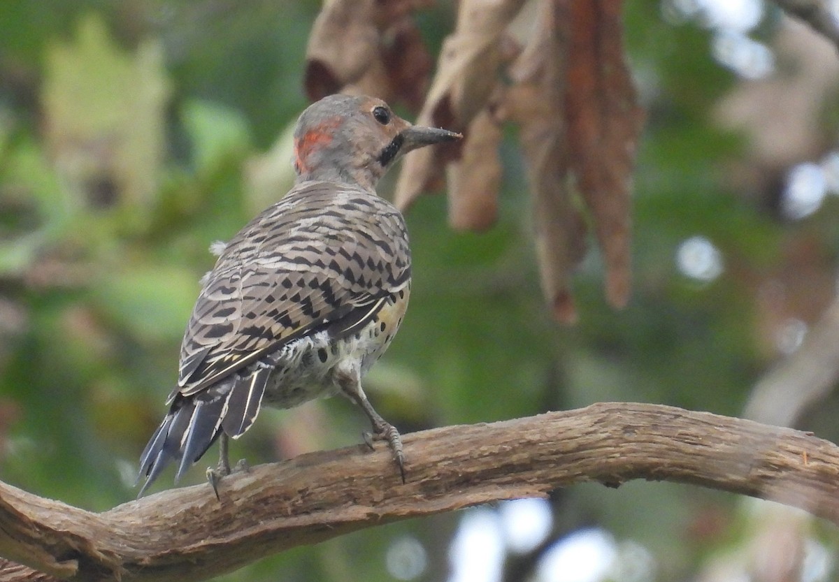 Northern Flicker - ML624065608