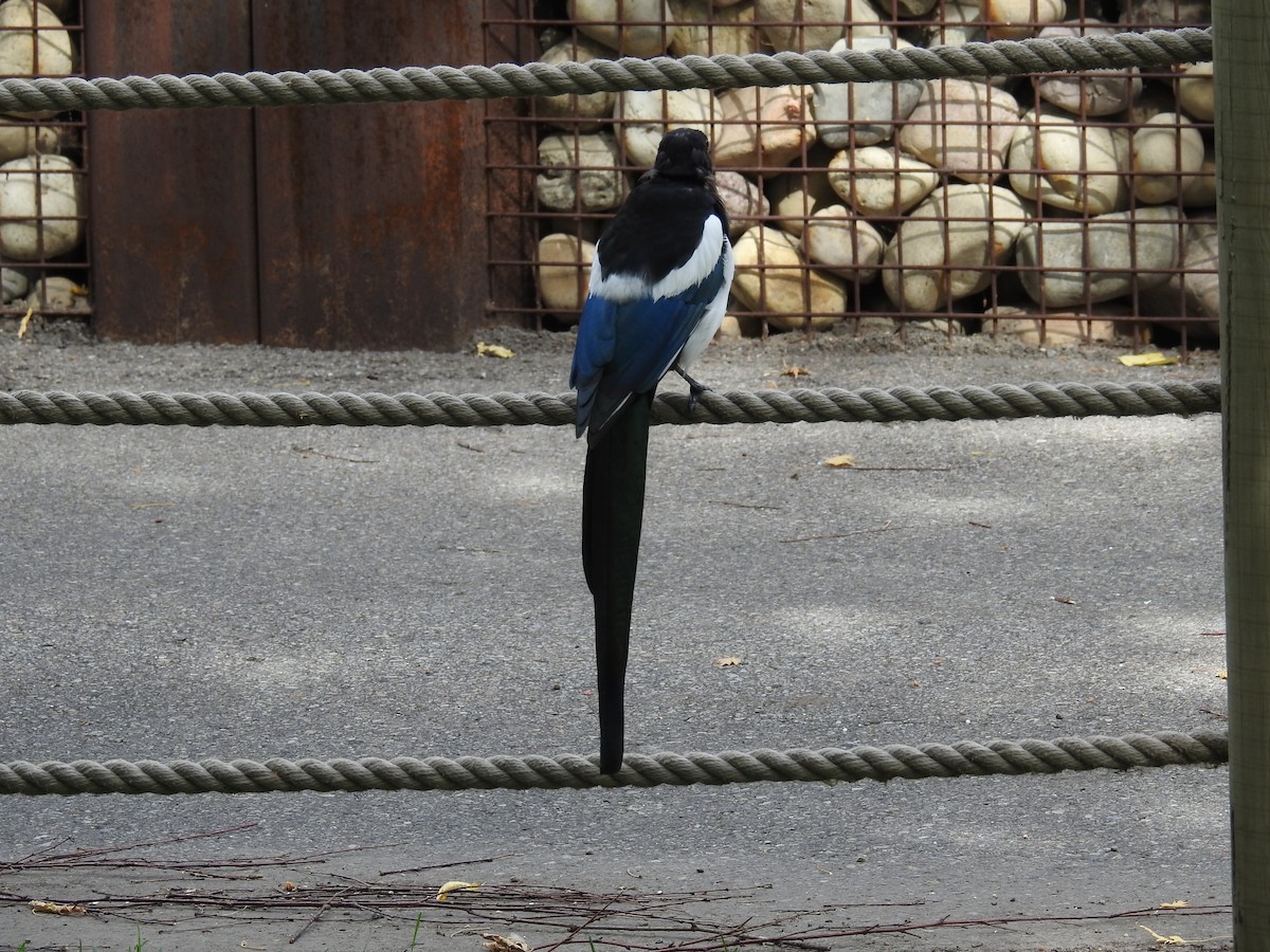 Black-billed Magpie - ML624065609