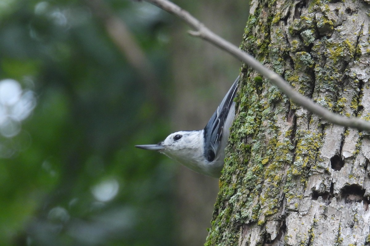 White-breasted Nuthatch - ML624065610