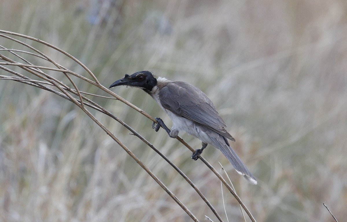 Noisy Friarbird - ML624065612