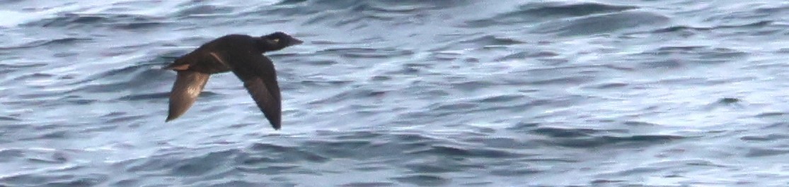 White-winged Scoter - Walter Thorne