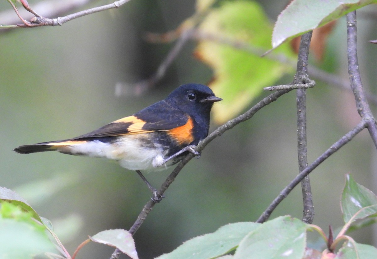 American Redstart - ML624065616