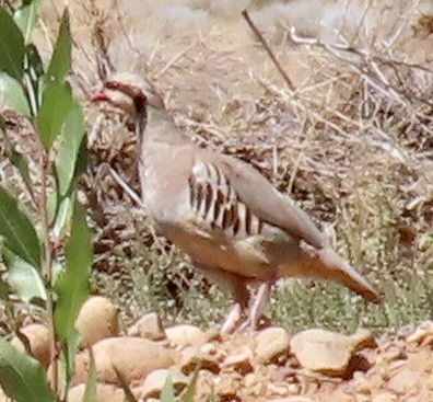 Chukar - ML624065617