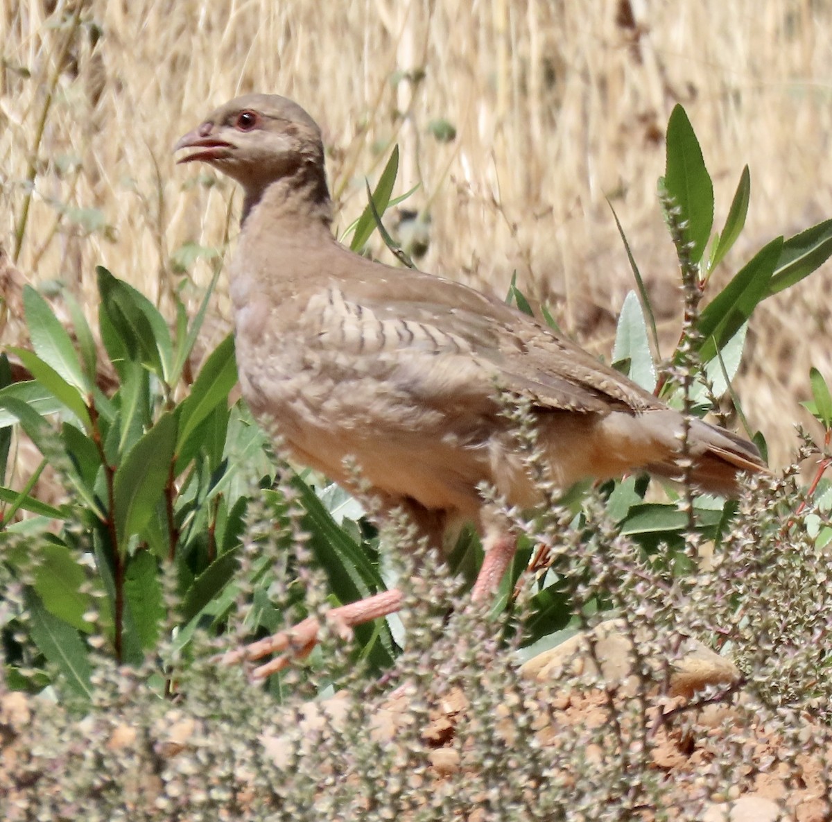 Chukar - ML624065620