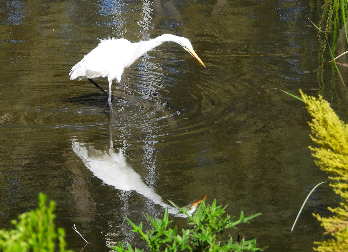 Great Egret - Douglas Long