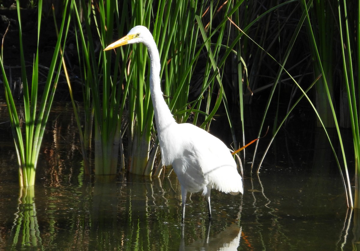 Great Egret - Douglas Long