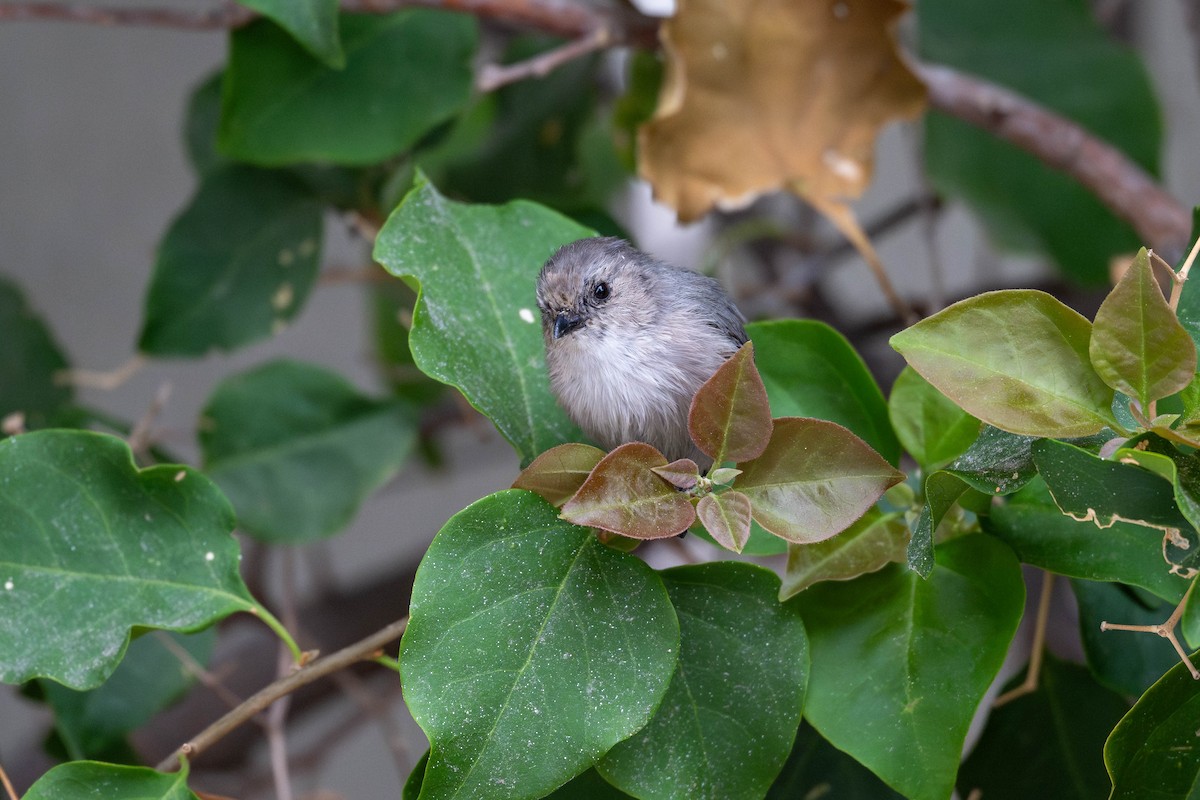 Bushtit - ML624065628