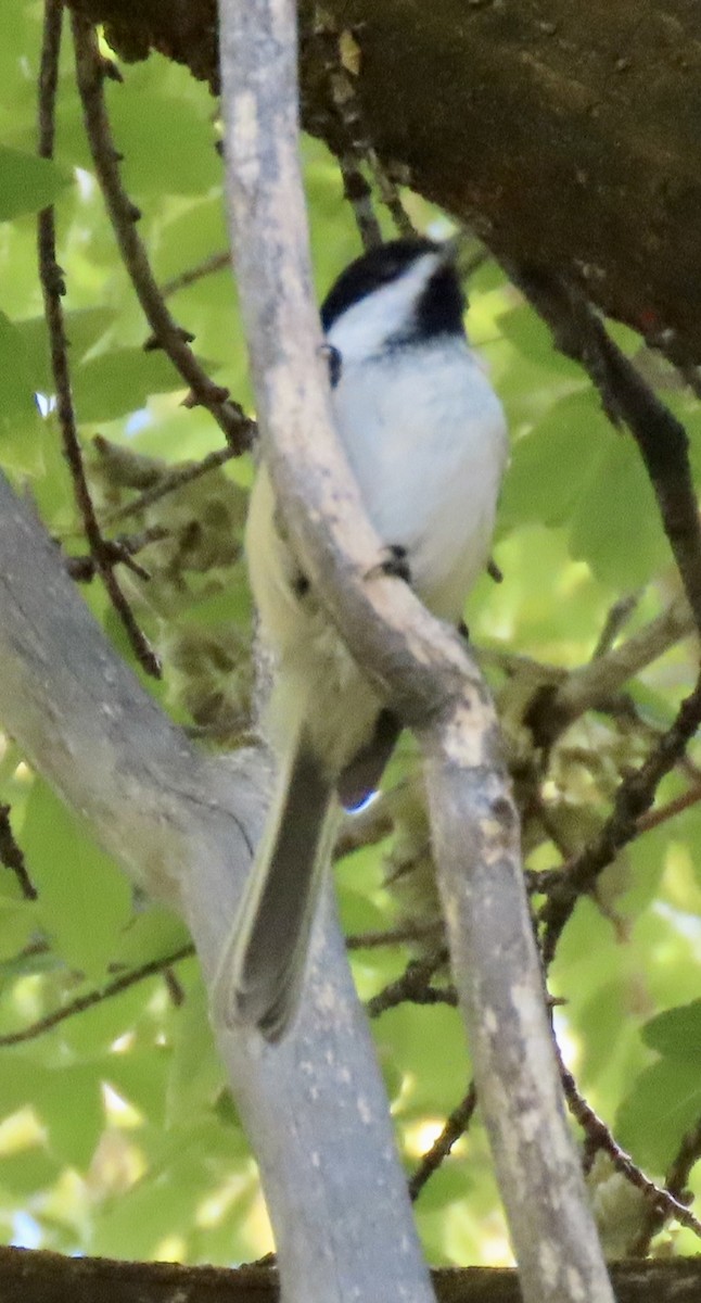 Black-capped Chickadee - ML624065639