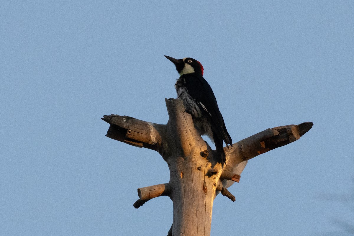 Acorn Woodpecker - ML624065648