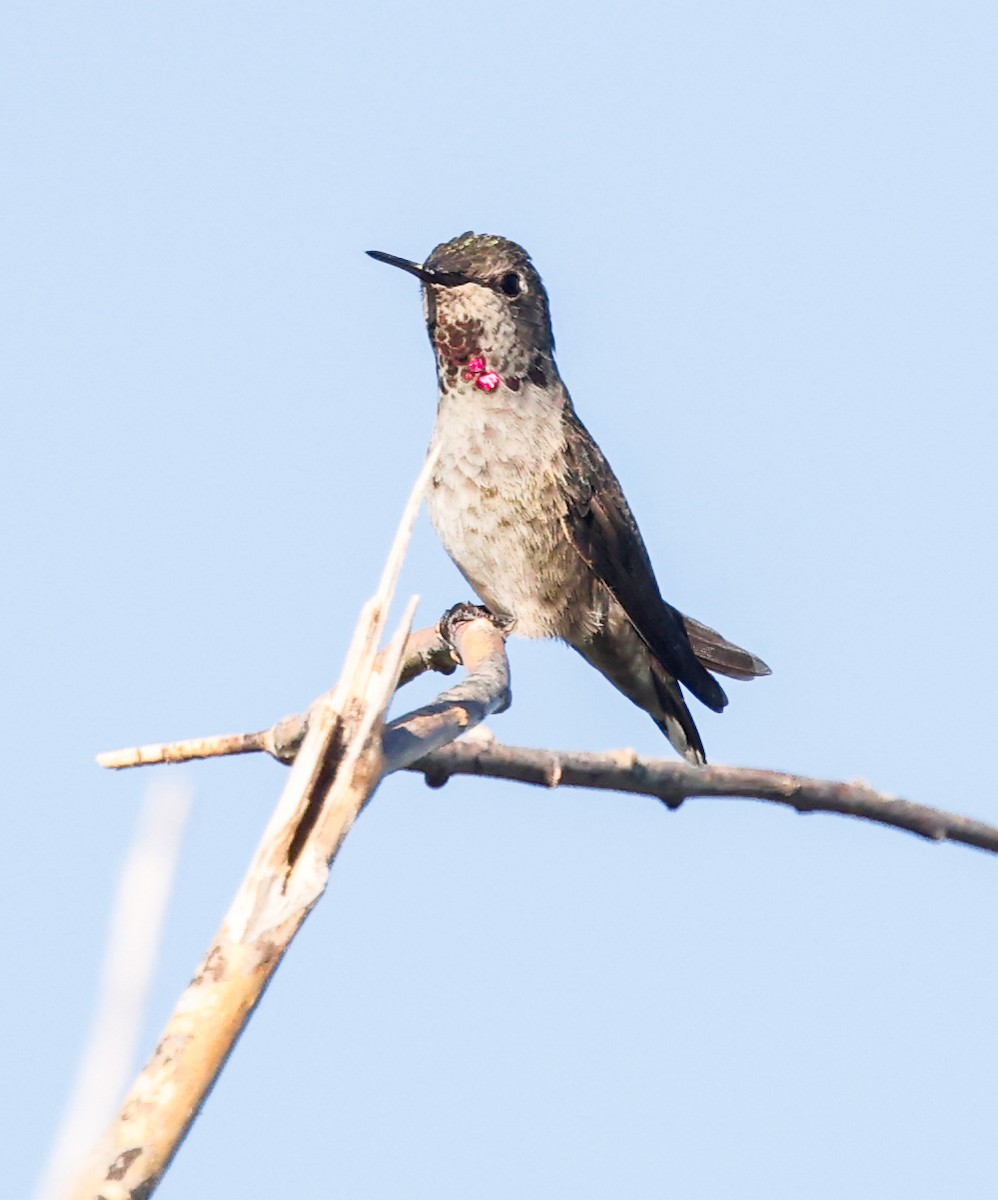 rødmaskekolibri - ML624065651