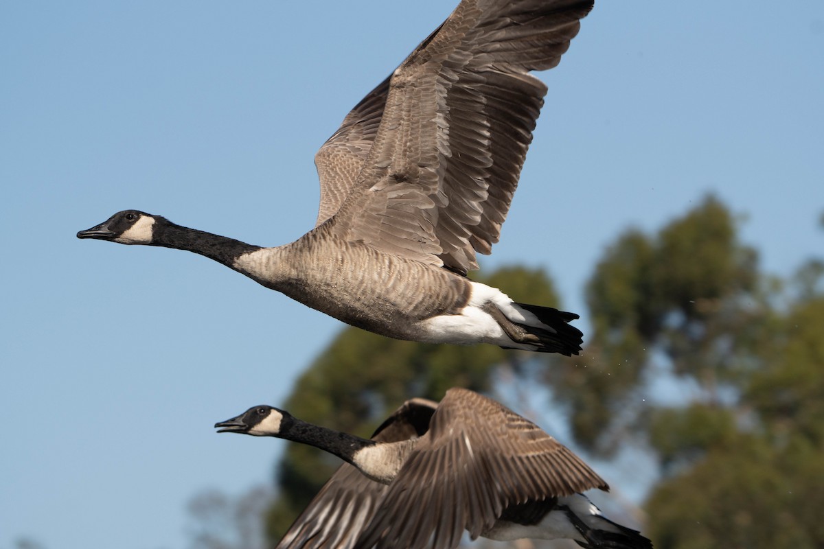 Canada Goose - ML624065652