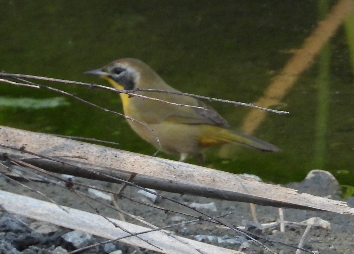 Common Yellowthroat - ML624065673