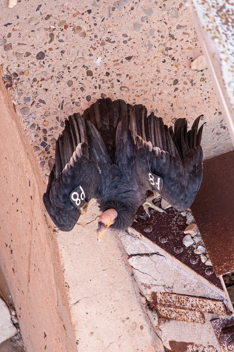 California Condor - ML624065682