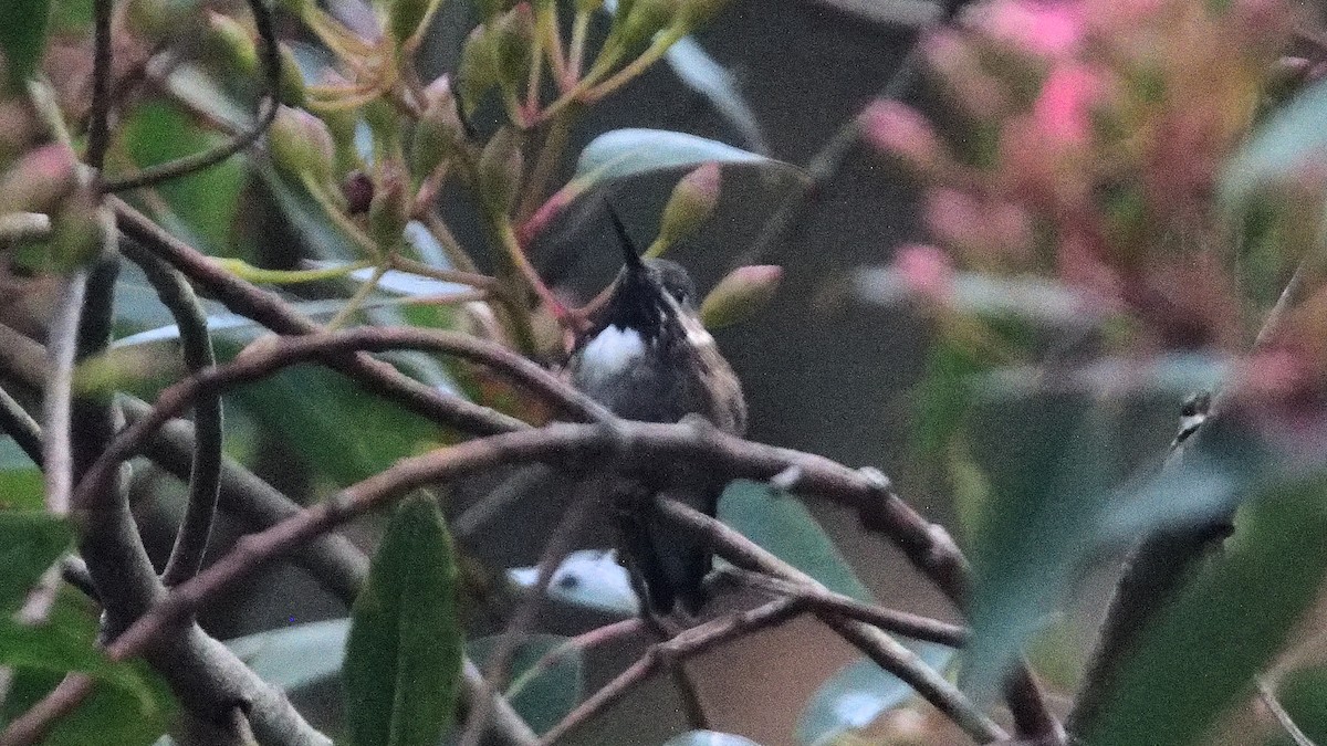 Calliope Hummingbird - ML624065684