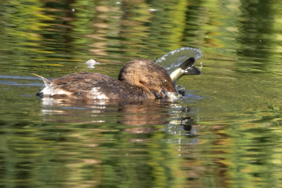 Pied-billed Grebe - ML624065687