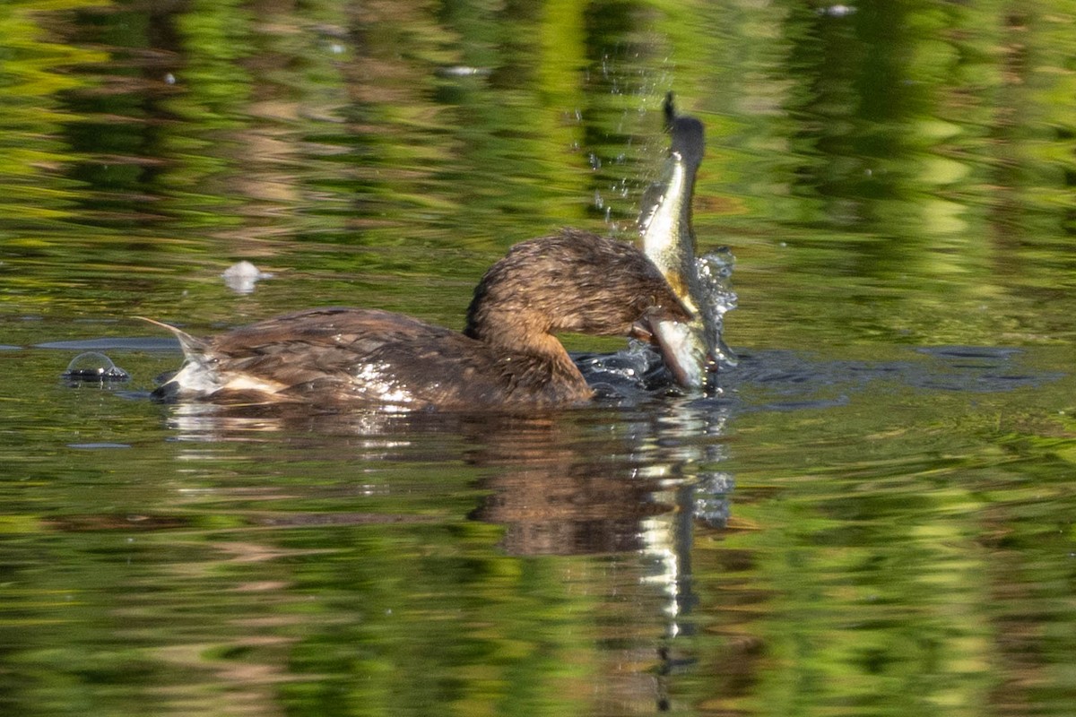 Pied-billed Grebe - ML624065688