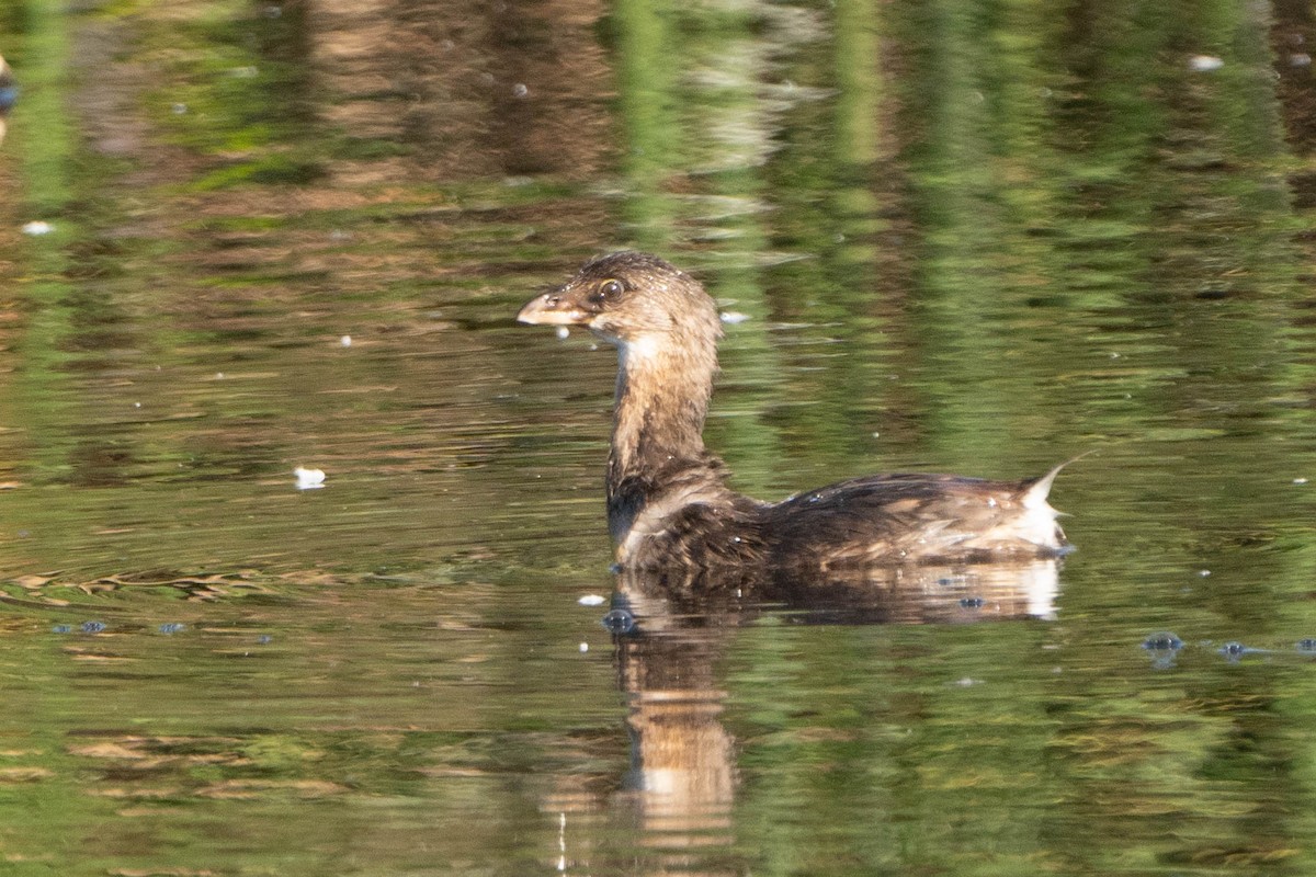 Pied-billed Grebe - ML624065691