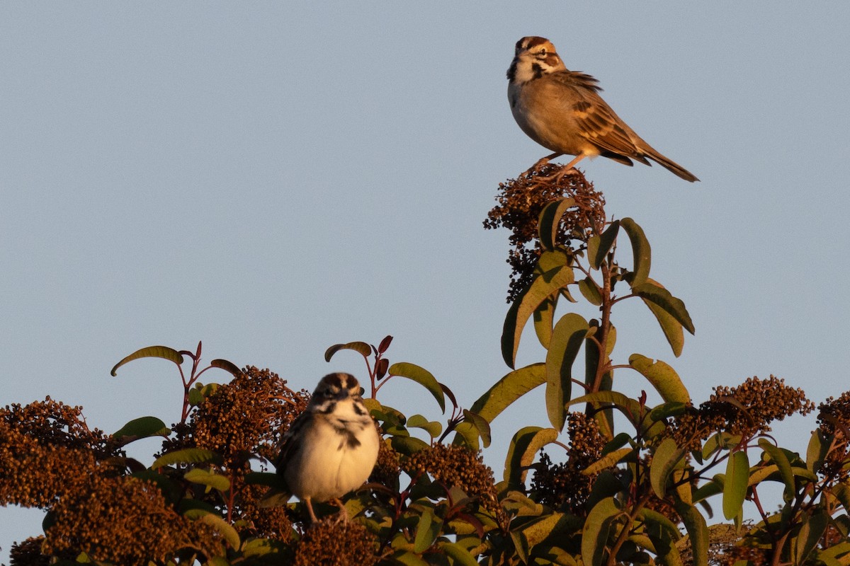 Lark Sparrow - ML624065695