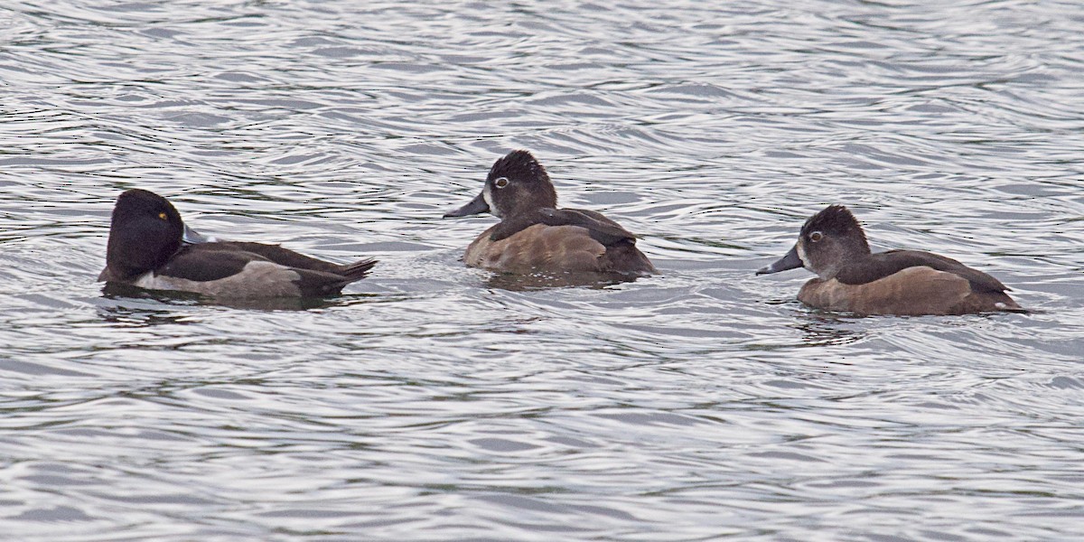 Ring-necked Duck - ML624065700