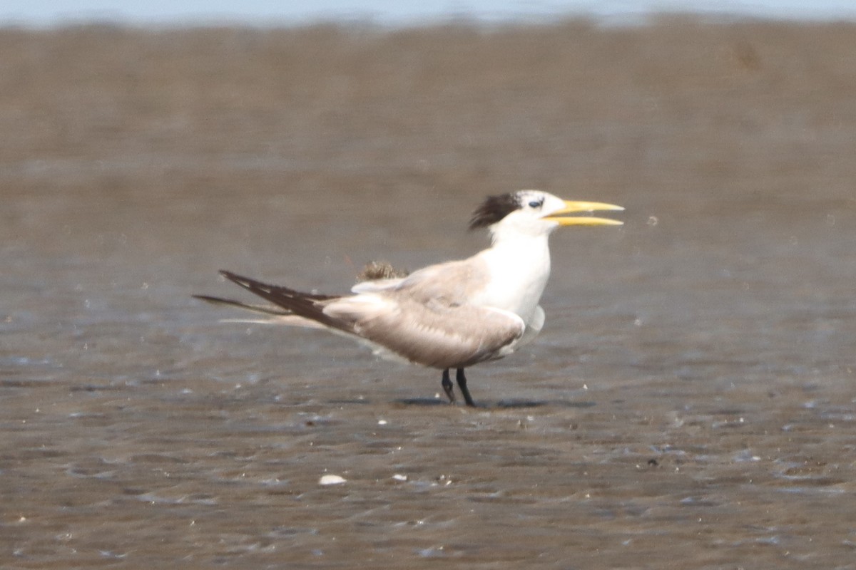 Great Crested Tern - ML624065723