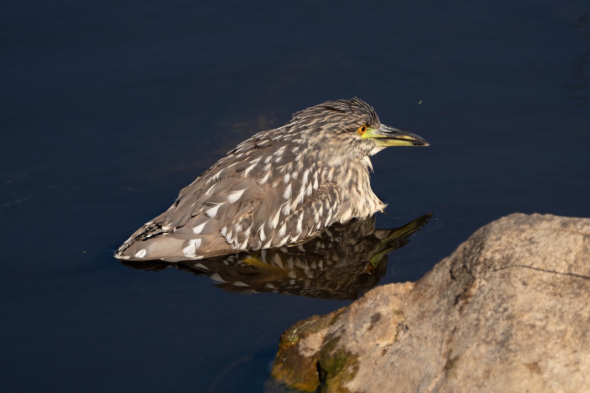 Black-crowned Night Heron - ML624065729